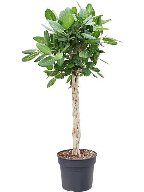 Ficus benghalensis 'Audrey'