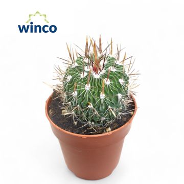 Echinofossulocactus multicostatus