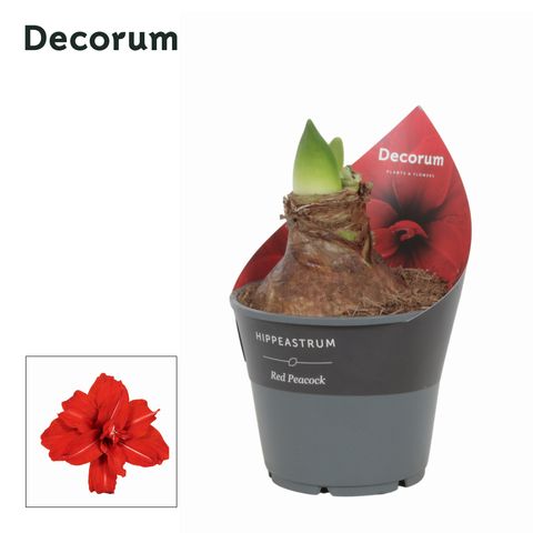 Hippeastrum 'Red Peacock'