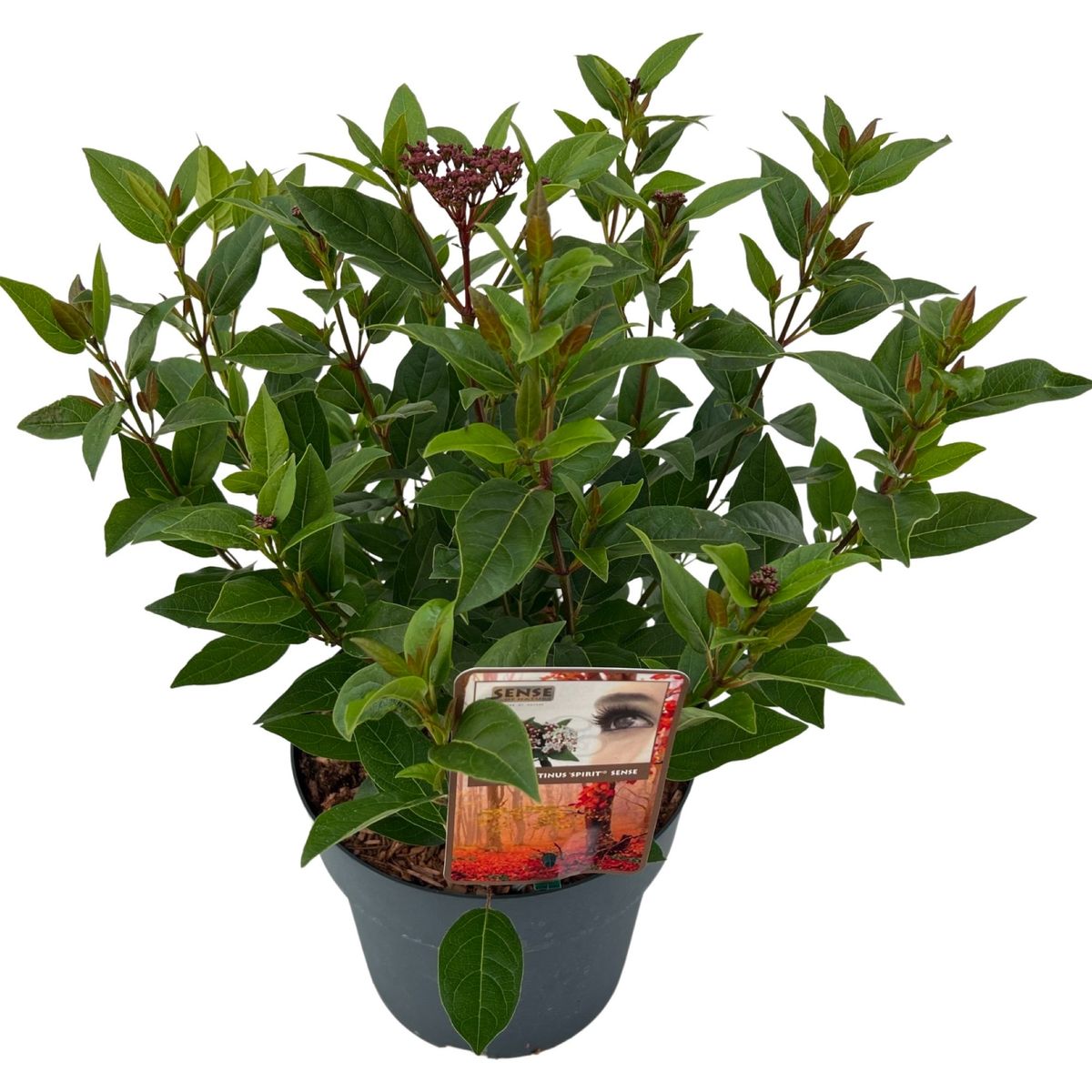 viburnum-tinus-spirit-plant-wholesale-floraccess