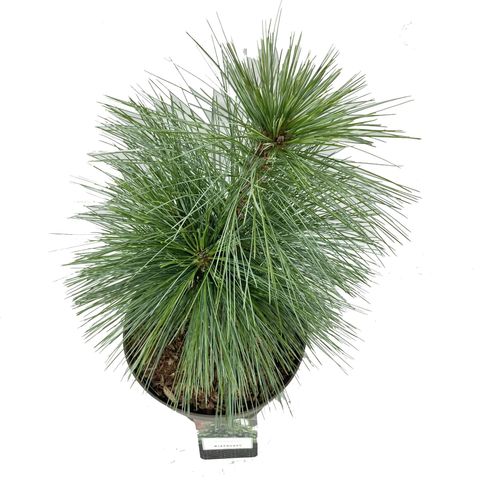 Pinus x schwerinii 'Wiethorst'