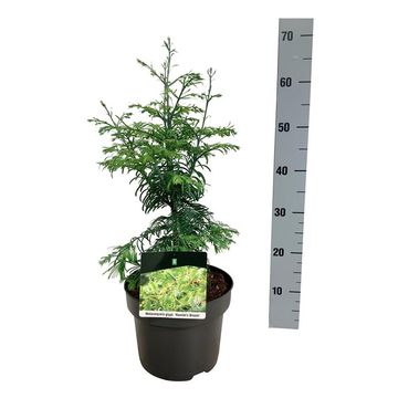 Metasequoia glyptostroboides 'Hamlet's Broom'