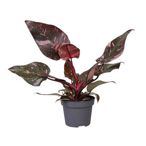 Philodendron 'Pink Princess'