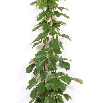 Tetrastigma voinierianum