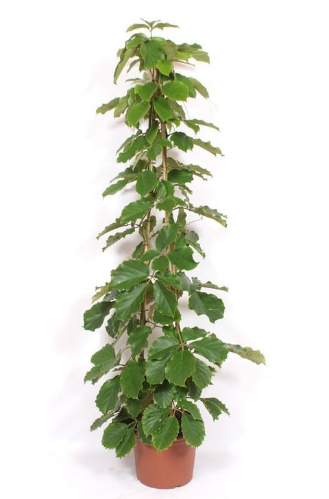 Tetrastigma voinierianum