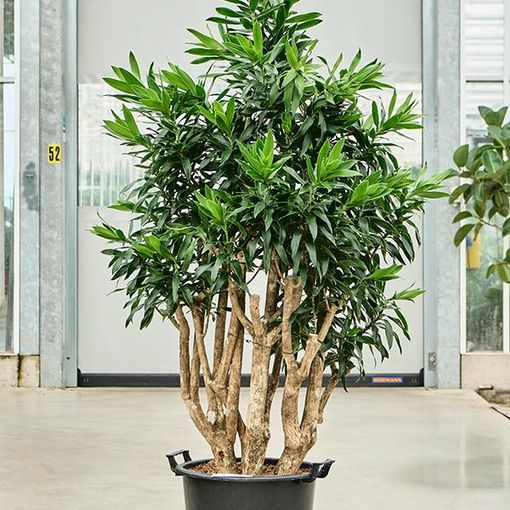 Dracaena reflexa