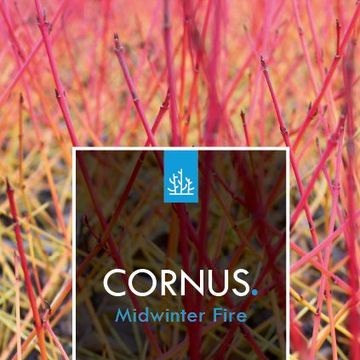 Cornus sanguinea 'Midwinter Fire'