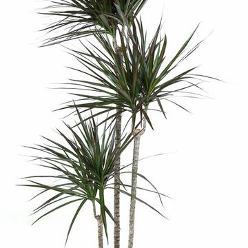 Dracaena marginata 'Magenta'