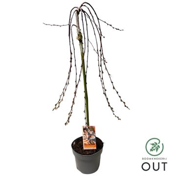 Salix caprea 'Kilmarnock'