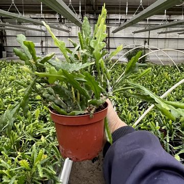 Epiphyllum anguliger