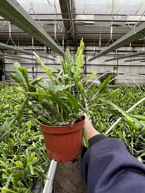 Epiphyllum anguliger