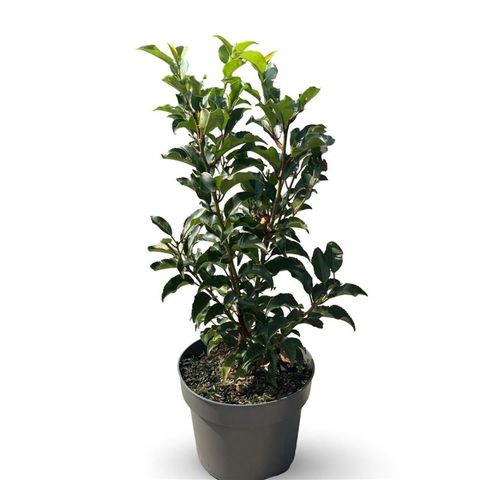 Prunus lusitanica 'Brenelia'