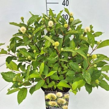 Cephalanthus occidentalis