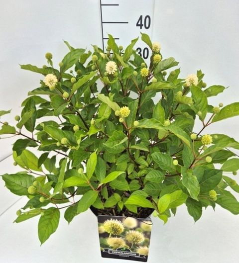 Cephalanthus occidentalis