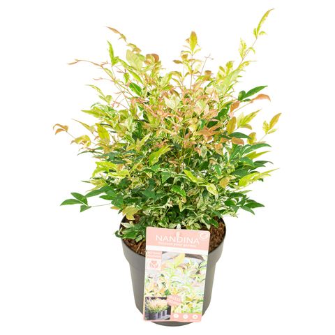 Nandina domestica 'Twilight'