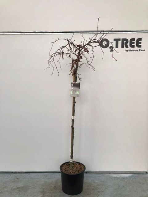 Fagus sylvatica 'Purpurea Pendula'