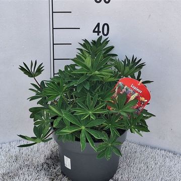 Lupinus polyphyllus MIX