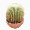 Echinocactus grusonii