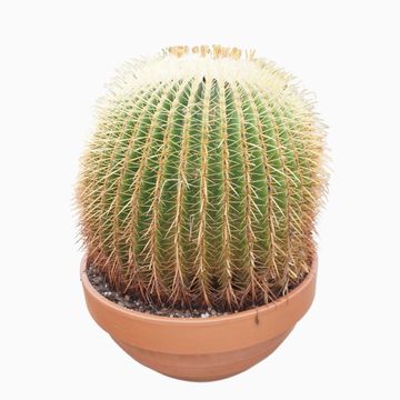 Echinocactus grusonii