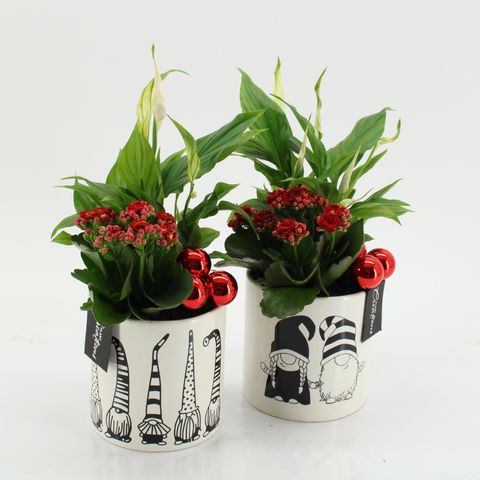 Arrangement Christmas