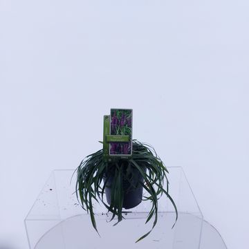 Liriope muscari 'Royal Purple'