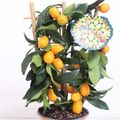 Citrus japonica