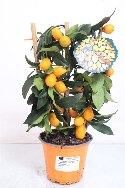 Citrus japonica