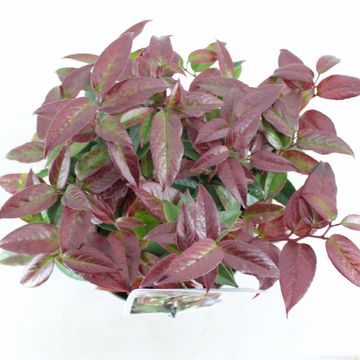 Leucothoe LOVITA