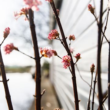 Viburnum x bodnantense 'Charles Lamont'