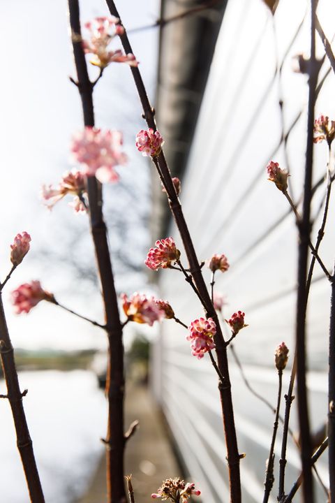 Viburnum x bodnantense 'Charles Lamont'