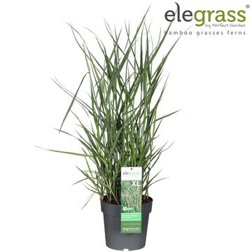 Panicum virgatum 'Heavy Metal'