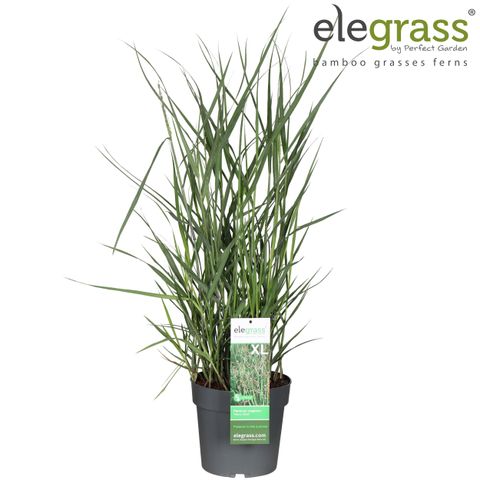 Panicum virgatum 'Heavy Metal'