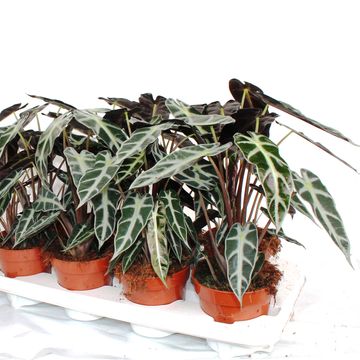 Alocasie BAMBINO ARROW