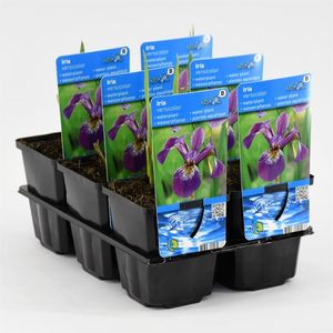 Iris versicolor (Moerings Waterplanten)