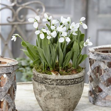 Galanthus elwesii 'Polar Bear'