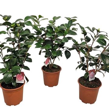 Camellia japonica MIX