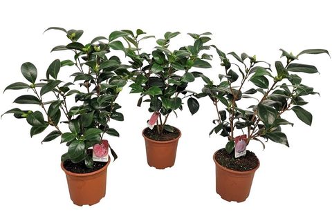 Camellia japonica MIX