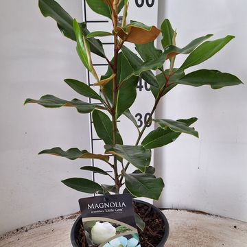 Magnolia grandiflora 'Литл Джем'