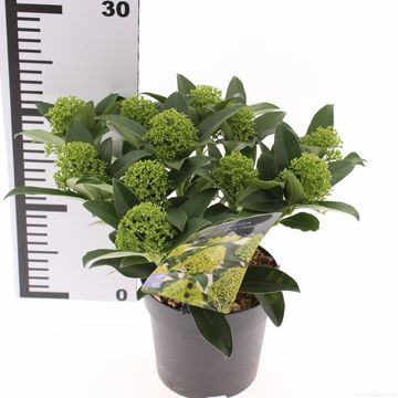Skimmia japonica WHITE GLOBE
