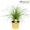 Lomandra longifolia MINER'S GOLD