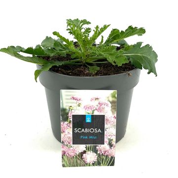 Scabiosa columbaria 'Pink Mist'