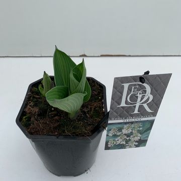 Hosta 'Elegans'