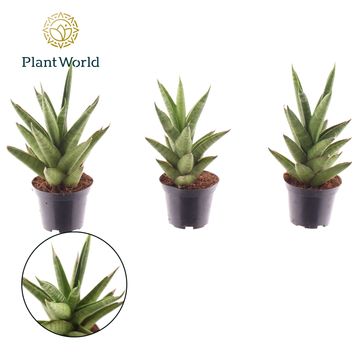 Sansevieria cylindrica 'Starshooter'