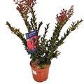 Lagerstroemia ENDURING SUMMER RED
