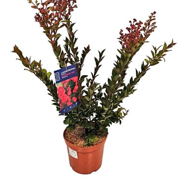 Lagerstroemia ENDURING SUMMER RED