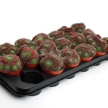 Sempervivum arachnoideum 'Rubrum'