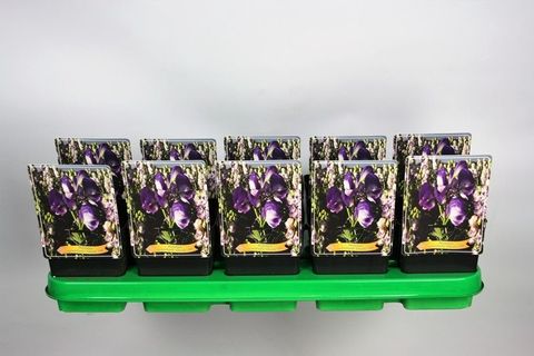 Aconitum carmichaelii 'Cloudy'