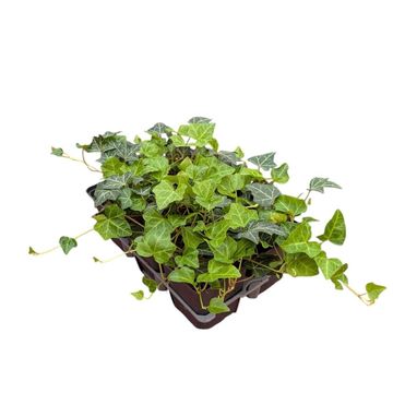 Hedera helix helix