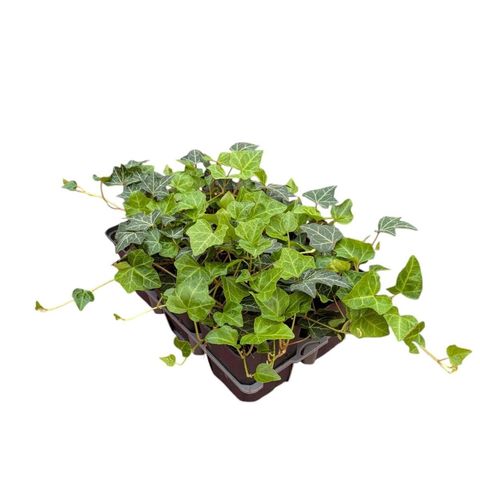 Hedera helix helix