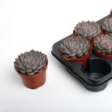Echeveria pulidonis 'Deremensis'